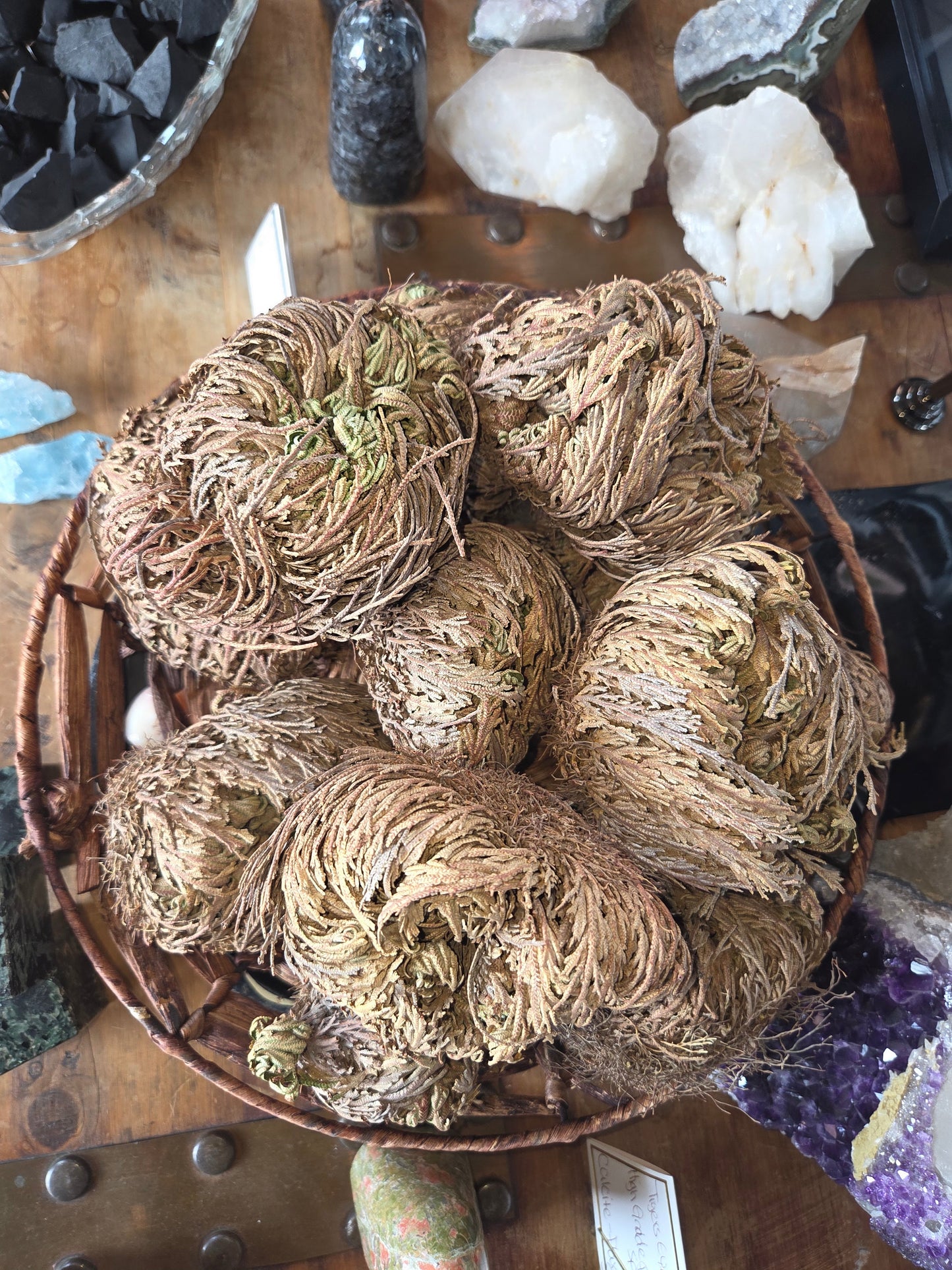 π± Rose of Jericho β The Resurrection Plant